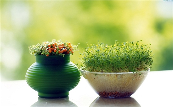 此篇高洁雅文章讲室内空气净化可以摆放的植物，有效减少甲醛，治理甲醛。